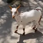 تيس عماني
