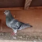 تم البيع