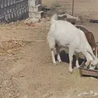 شمال محايل عسير