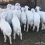 طليان ورخال مقفله شحم للبيع