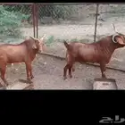 تيوس فحول محايلية صنف