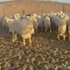 طليان حريات جبرة أضاحي ( تم البيع )