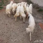 10 خرفان و رخال
