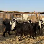 معزاء عوارض طيبه