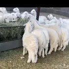 خرفان بلديات طيبه ويوجد توصيل داخل نجران