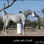 مهره فاخره
