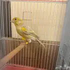 كناري اغات موازييك تغريد