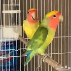ذكر روز شرط