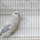 نفيه روز جاهزه للانتاج