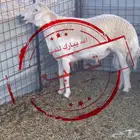 فحل حري مشروط النسف والقريع