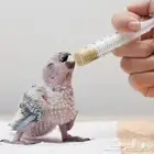 ترويض و تدريب طيور و فندقيه