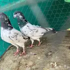 حمام باكستاني