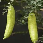 شتلات ليمون الكافيار