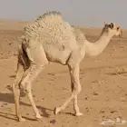 قعدان للبيع