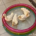 بط للبيع