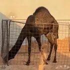 قعود لباني. مفرود.