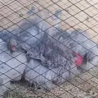 طقم كوشن ديك ودجاجتين لافندر للبيع بالأحساء