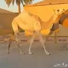 للبيع بكره باتليه