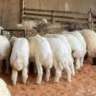 طليان ورخال حريات