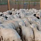 تيوس وعارضيات وحريات طيبه ونظيفه