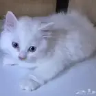 كيتن ذكر للتبني بمقابل رمزي