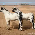 تيوس بيشي أصيلة صنف الصنف