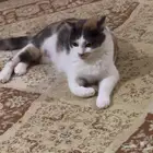 قطة حامل للتبني