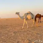 نياق وضح كفو لقحات على فحل الظفيري