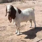 للبيع فحل بورقت اصلي شرط رباع العام الموقع الجوف القريات غط