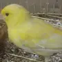 انثى كناري للبيع