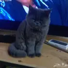 قط للبيع