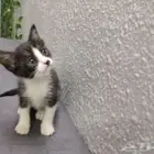 قطط كتن للتبني