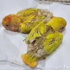 فرخين روز... رد اوبلاين عيون حمر