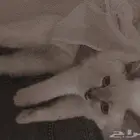 قط تبني