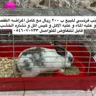 ارنب فرنسي كبير للبيع