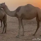 لقحه  عمانيه طيبه