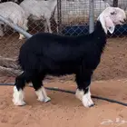 رخل نجدية صنف خصم