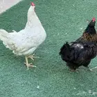 دجاج تركي بياض شرط