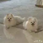 بومرينيان ذكر و انثى كوالتي عالي جدا