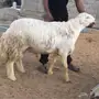 فحل حري حار ومشروووط