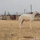 مشروع فحل تم البيع