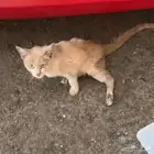 كيتن مضروب ع ظهره يحتاج انقاذ للان بالشارع