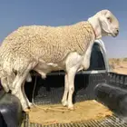 للبيع فحل حري فاخر جدا