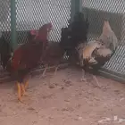 دجاج ترثه وحمام