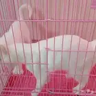 قطط همالايا شيرازي انثى