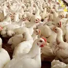 للبيع دجاج لاحم اوزان كبيره ومتوسطه وصحه جيده