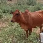 بقرة بلدي