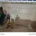 ديك ودجاج للبيع