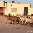 غنم سواكن