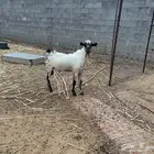 تيس للبيع صبيا
